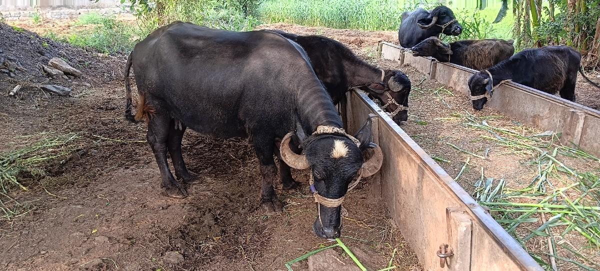 થંબનેલ 2