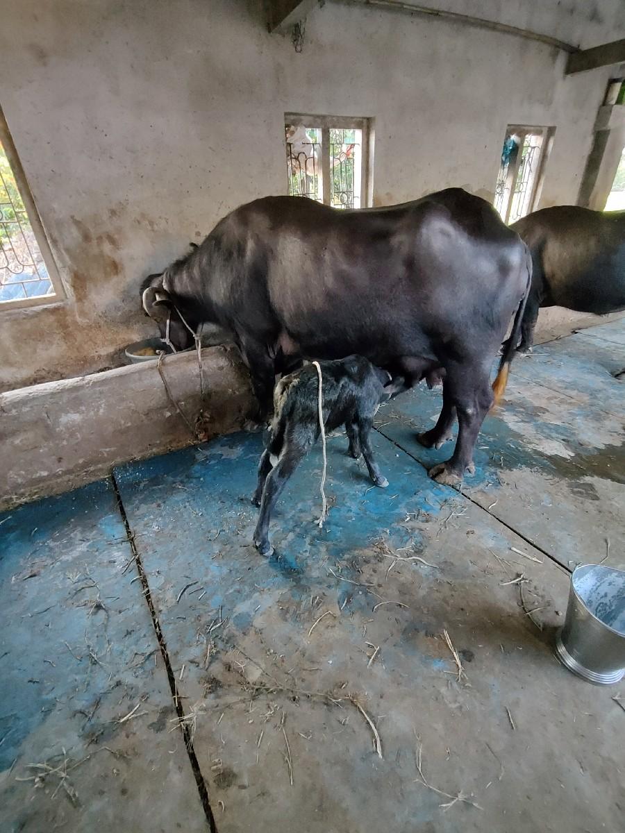 થંબનેલ 2