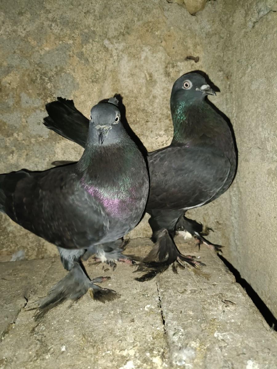 થંબનેલ 3