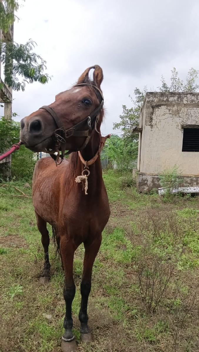 વસેરી વેસવા ની છે