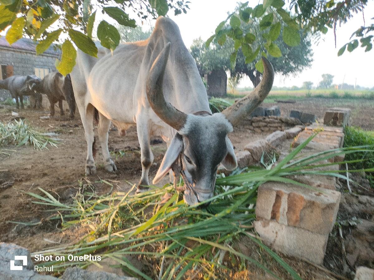 આ બળદ વેચવાનો છે