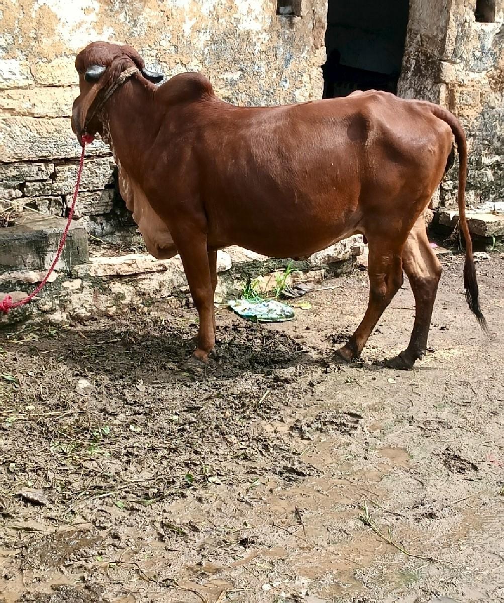 થંબનેલ 2