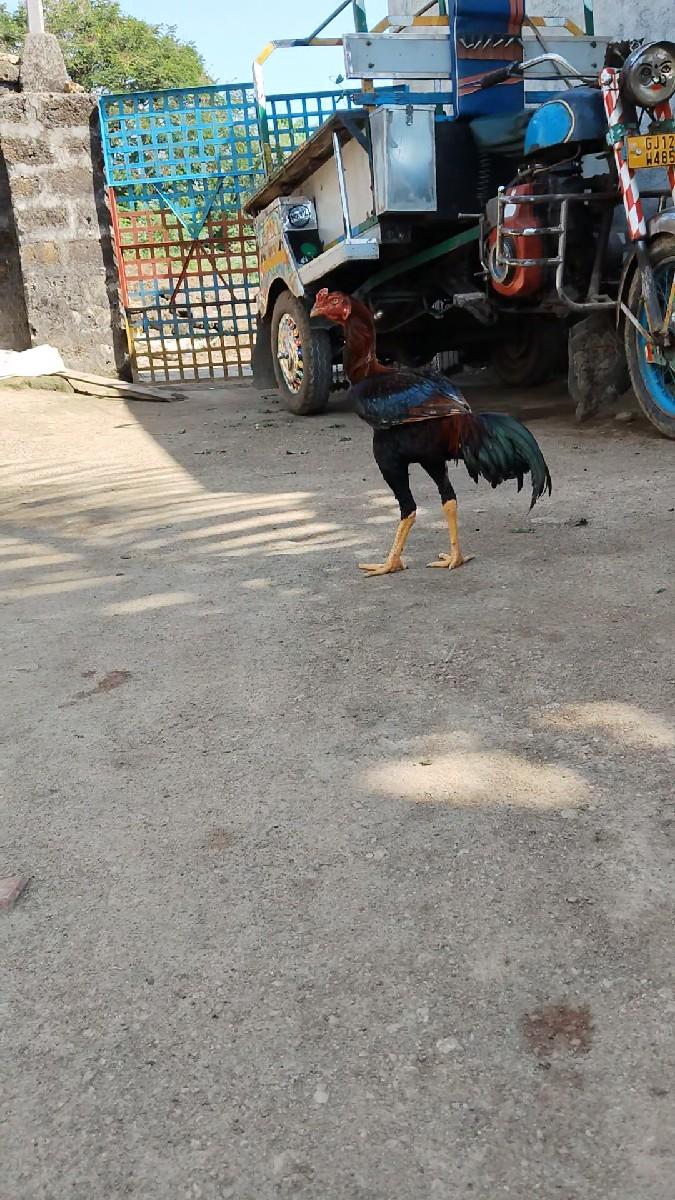 થંબનેલ 3