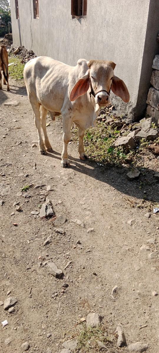 થંબનેલ 2