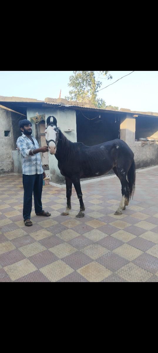 આ ઘોડી વેચવાની છે