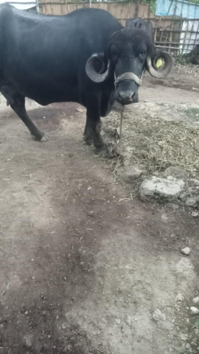 થંબનેલ 2