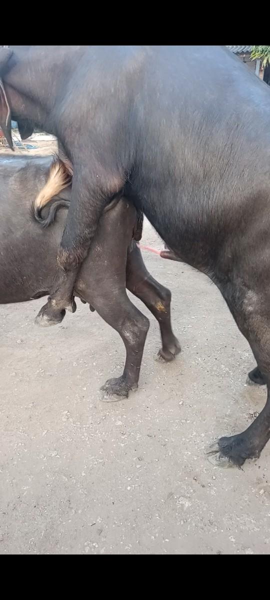 થંબનેલ 2