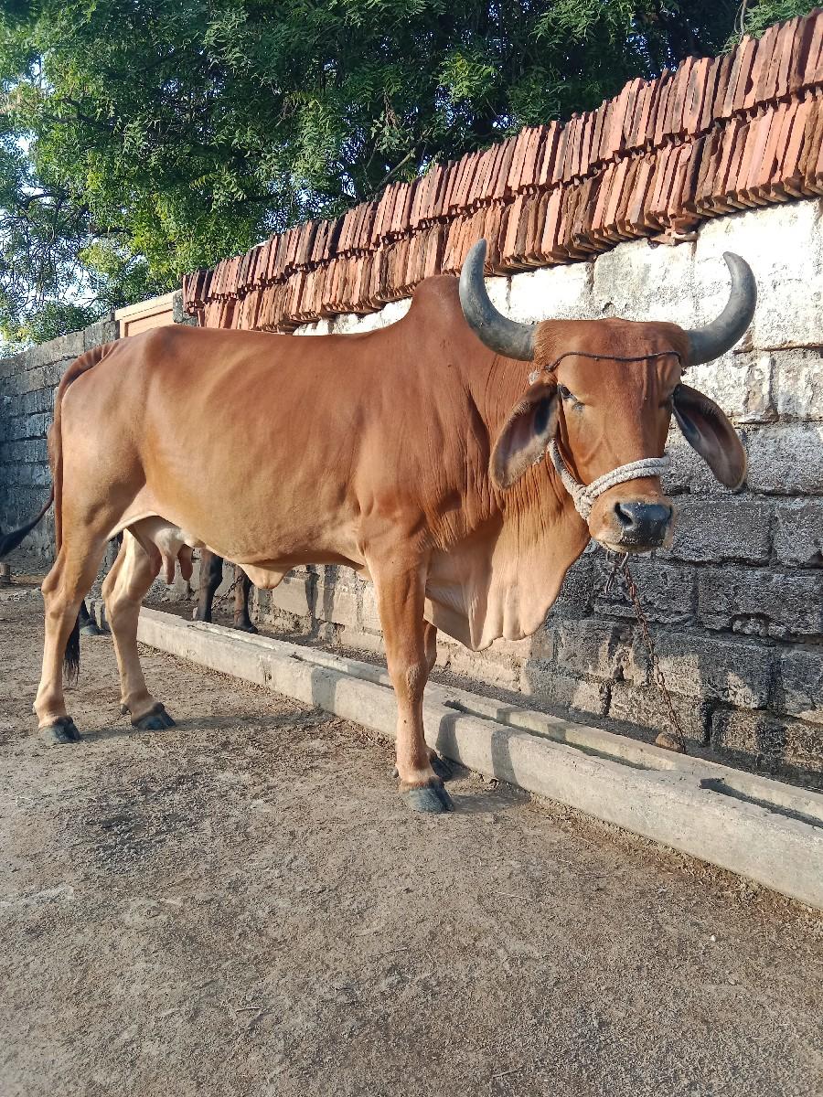 ગાય વેચવા ની છે