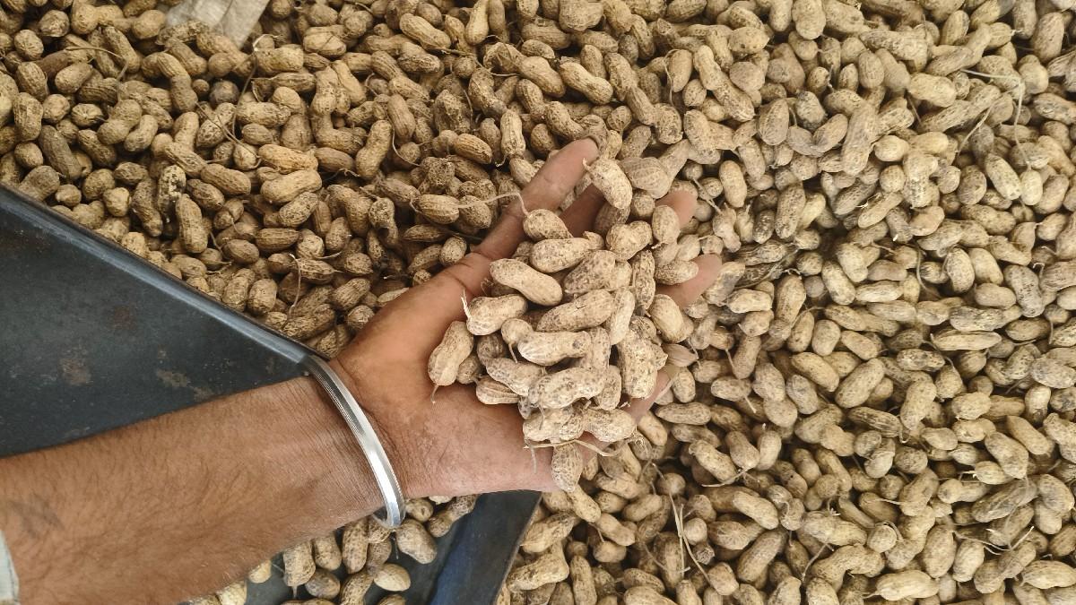 G-20 મગફળી સલટીફાય નું બિયારણ