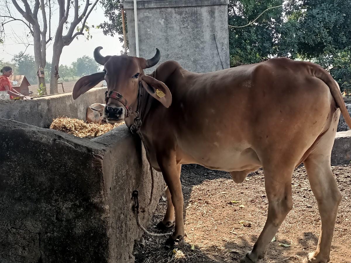 થંબનેલ 2