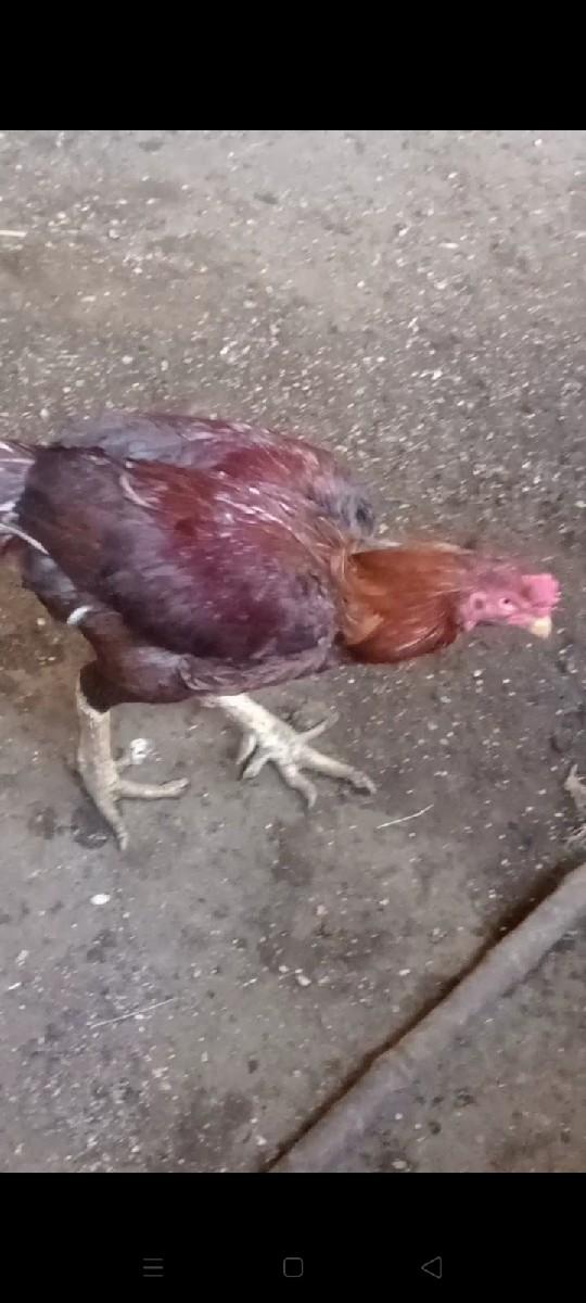 થંબનેલ 2