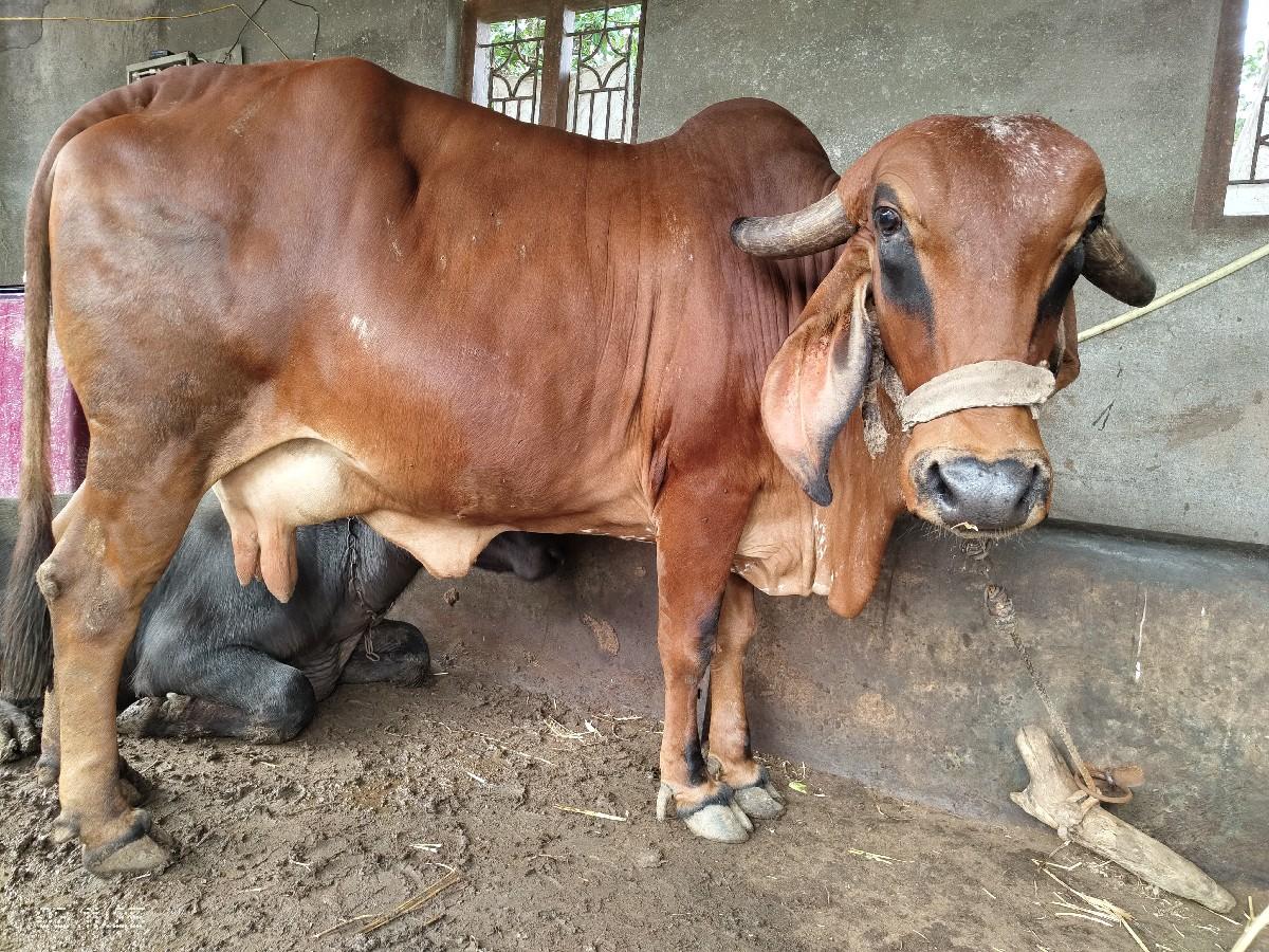 થંબનેલ 2