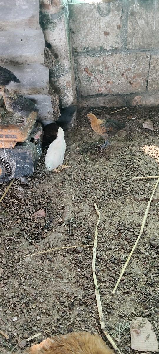 થંબનેલ 3