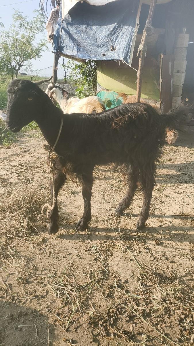 બકરી ને બકરો બંને ભેગા ડેવાનાછે