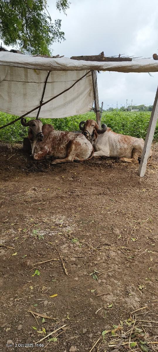 વેચવાના છે