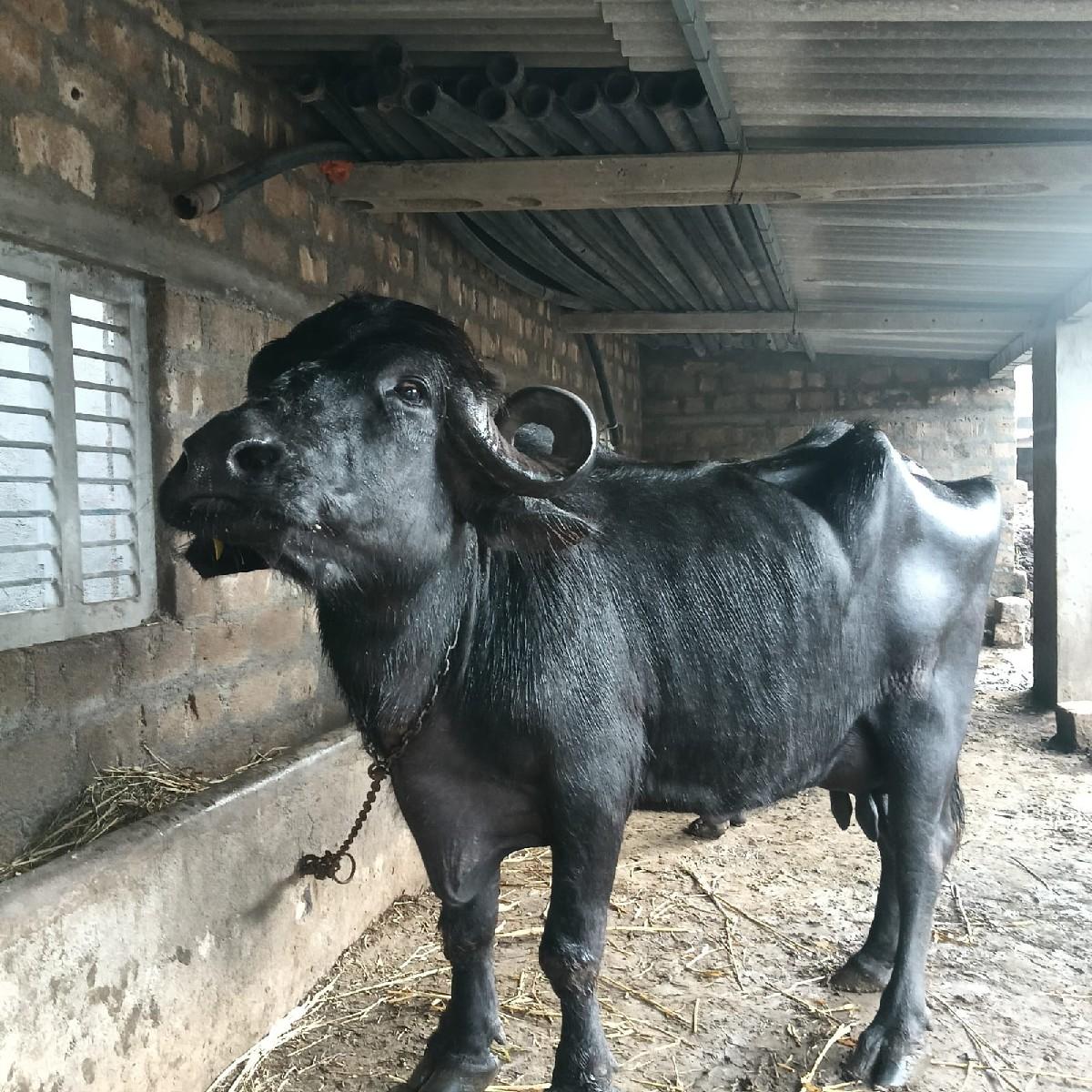 થંબનેલ 3