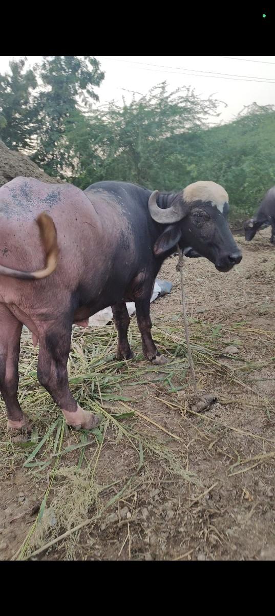 थंबनेल 2