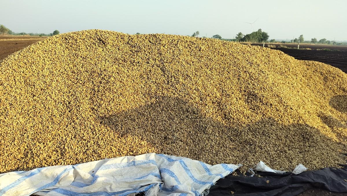 મગફળી બિયારણ માટે લેવી હોય તો