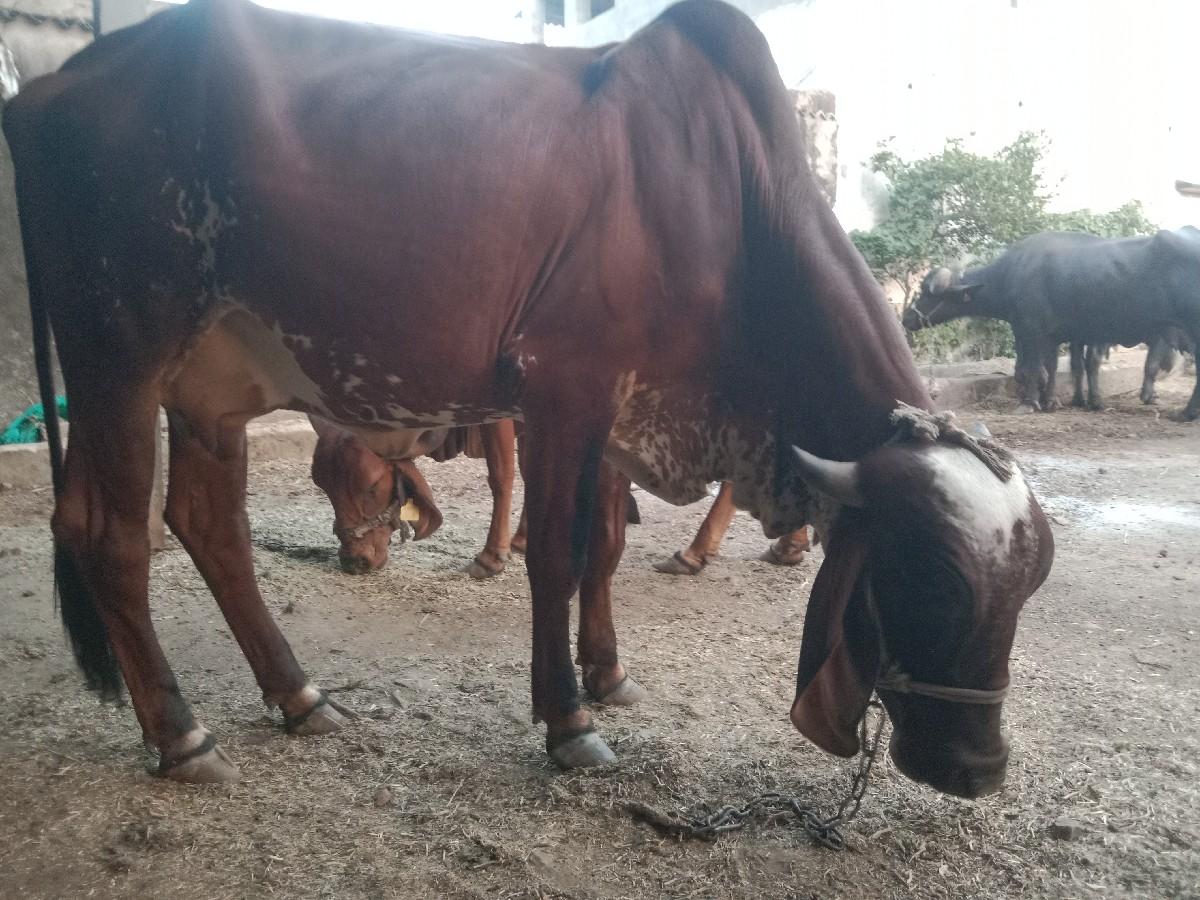 થંબનેલ 3