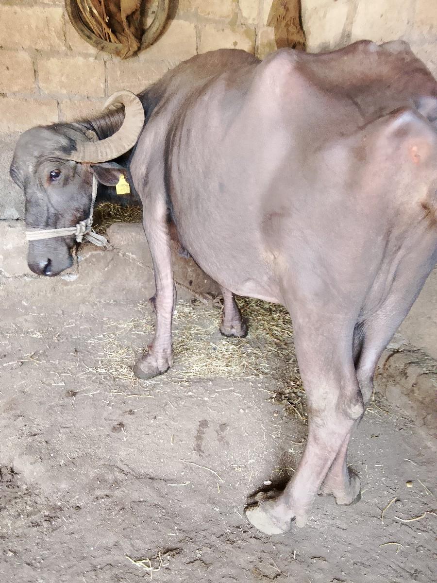 થંબનેલ 2