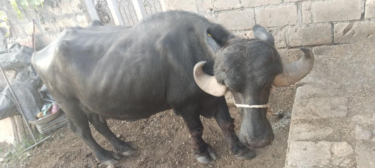 થંબનેલ 3