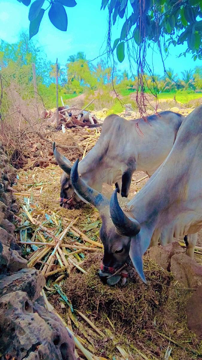 એકવવવણી વાવેલા સાવ સોજા