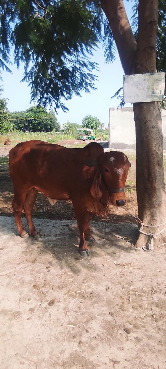 થંબનેલ 2