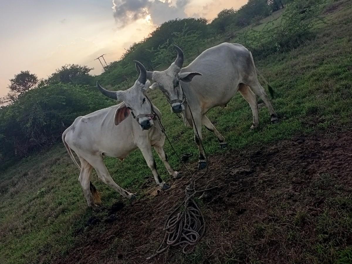 ગોઢલા વેચવાના છે