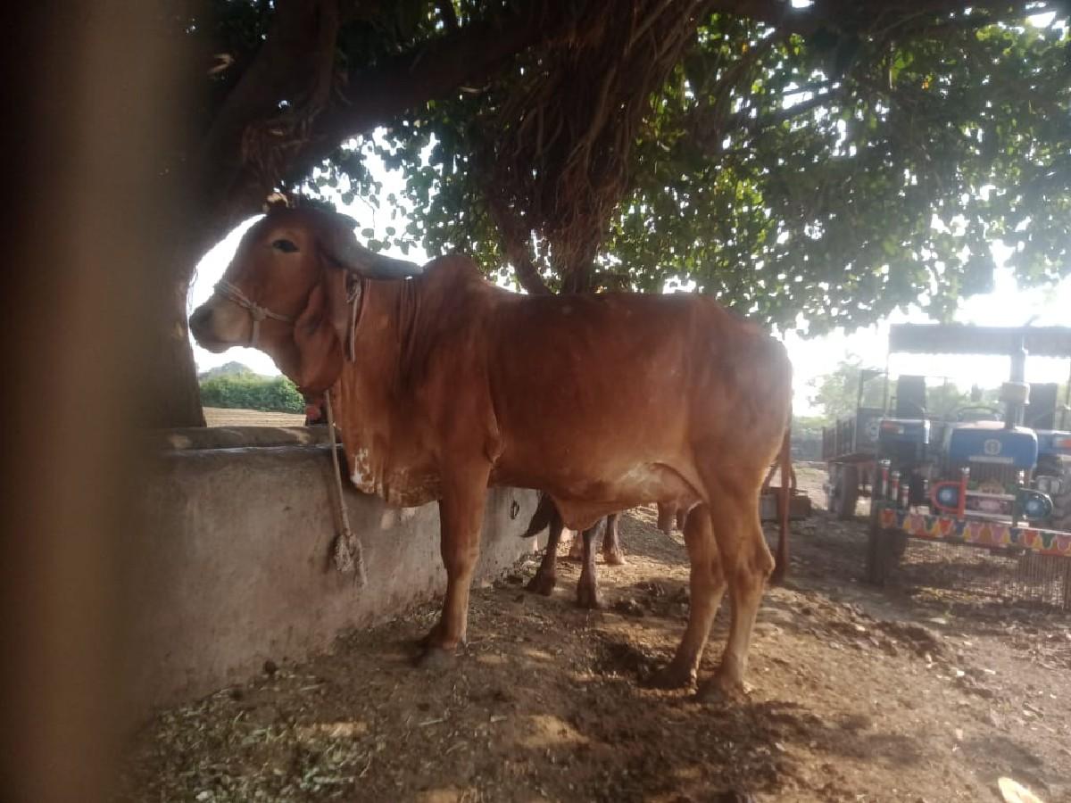 હોડકિ વેચવાની છે