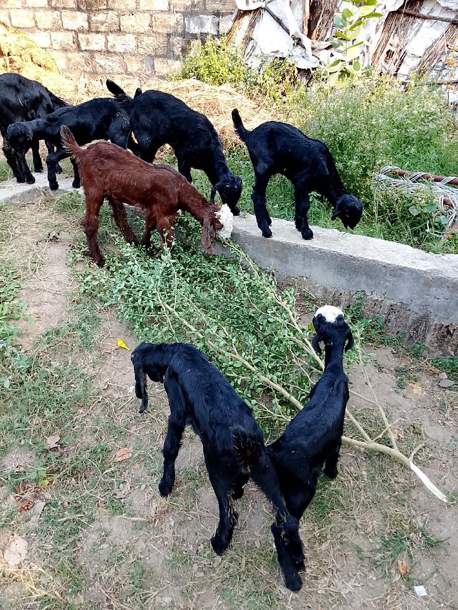 થંબનેલ 2