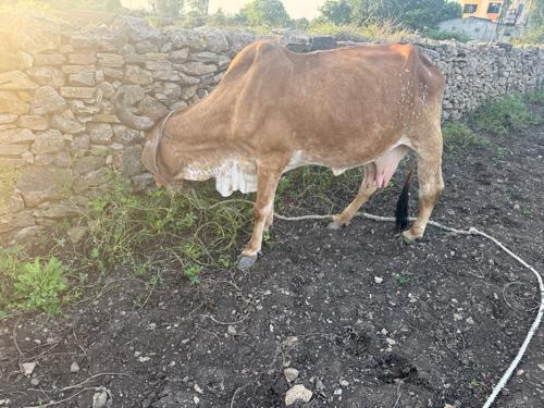 વ્યાજમ માં 20 દિવસ ની વાર