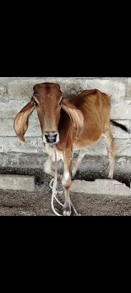 થંબનેલ 3