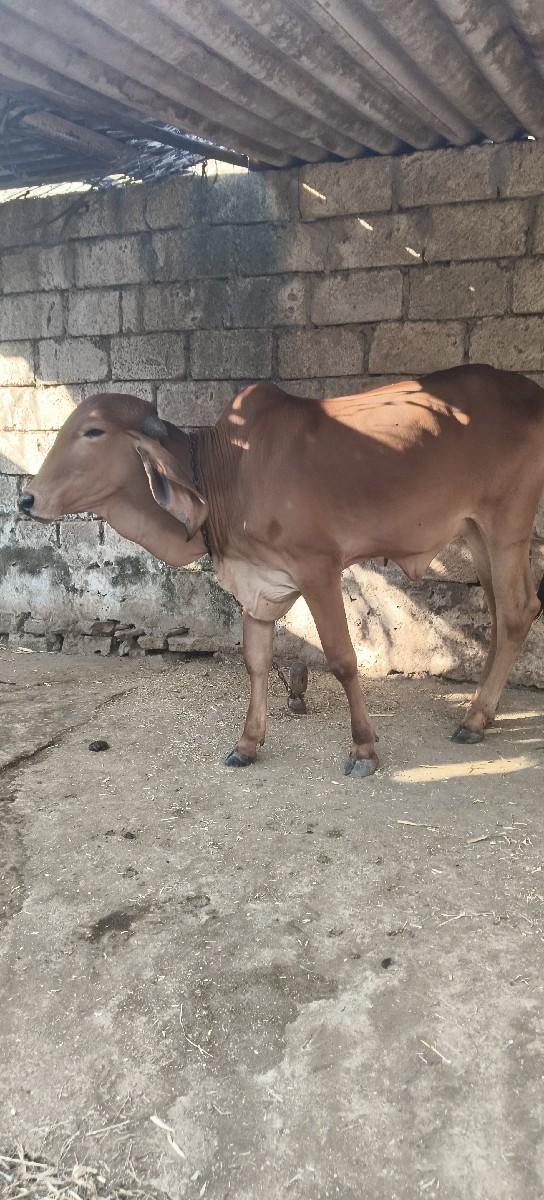 થંબનેલ 3