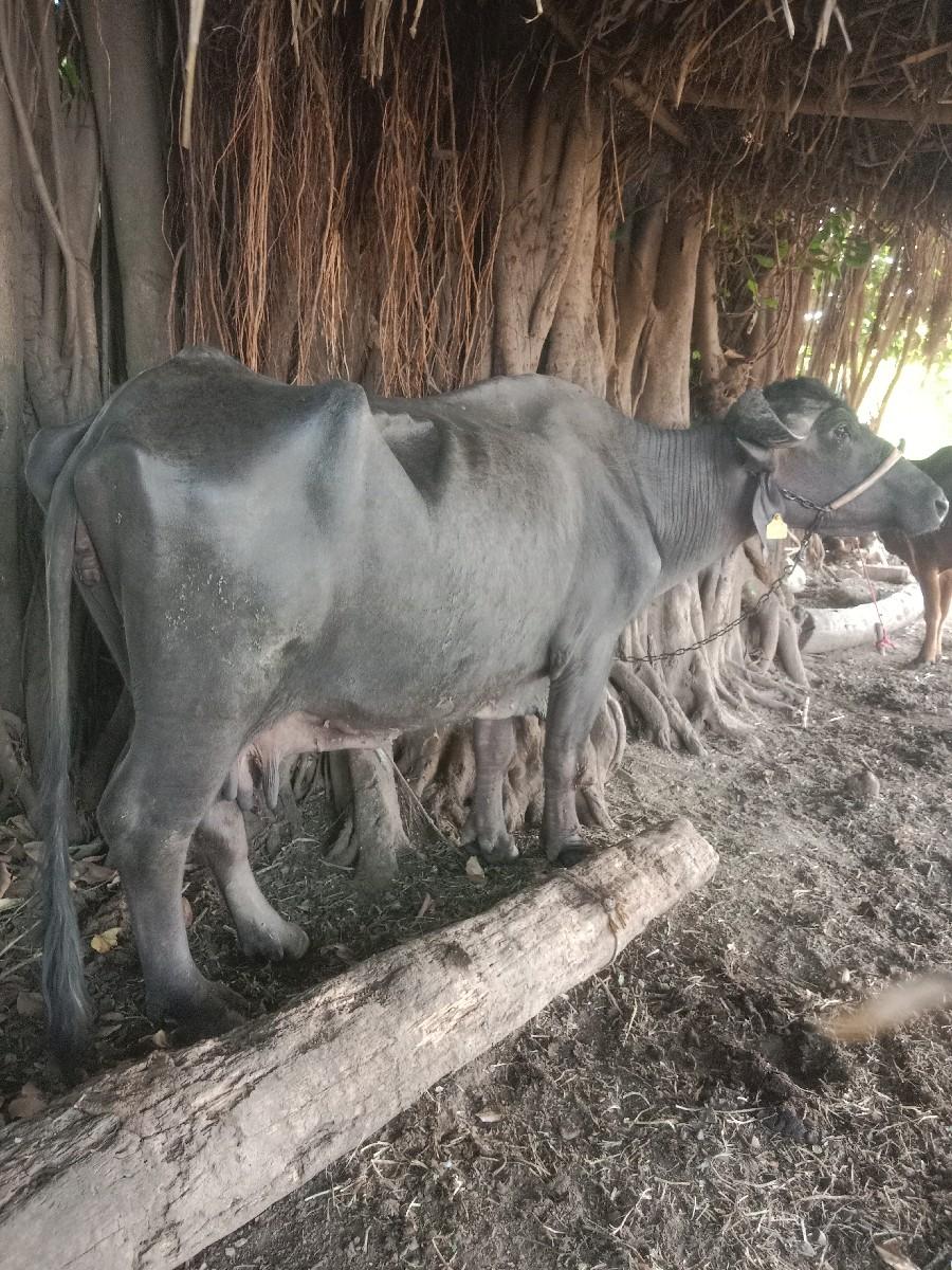 થંબનેલ 2