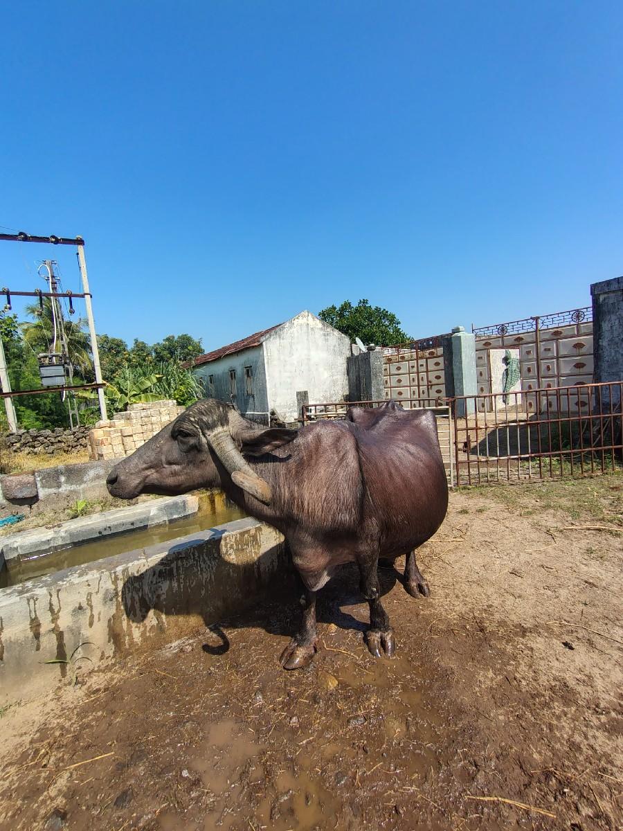 થંબનેલ 2