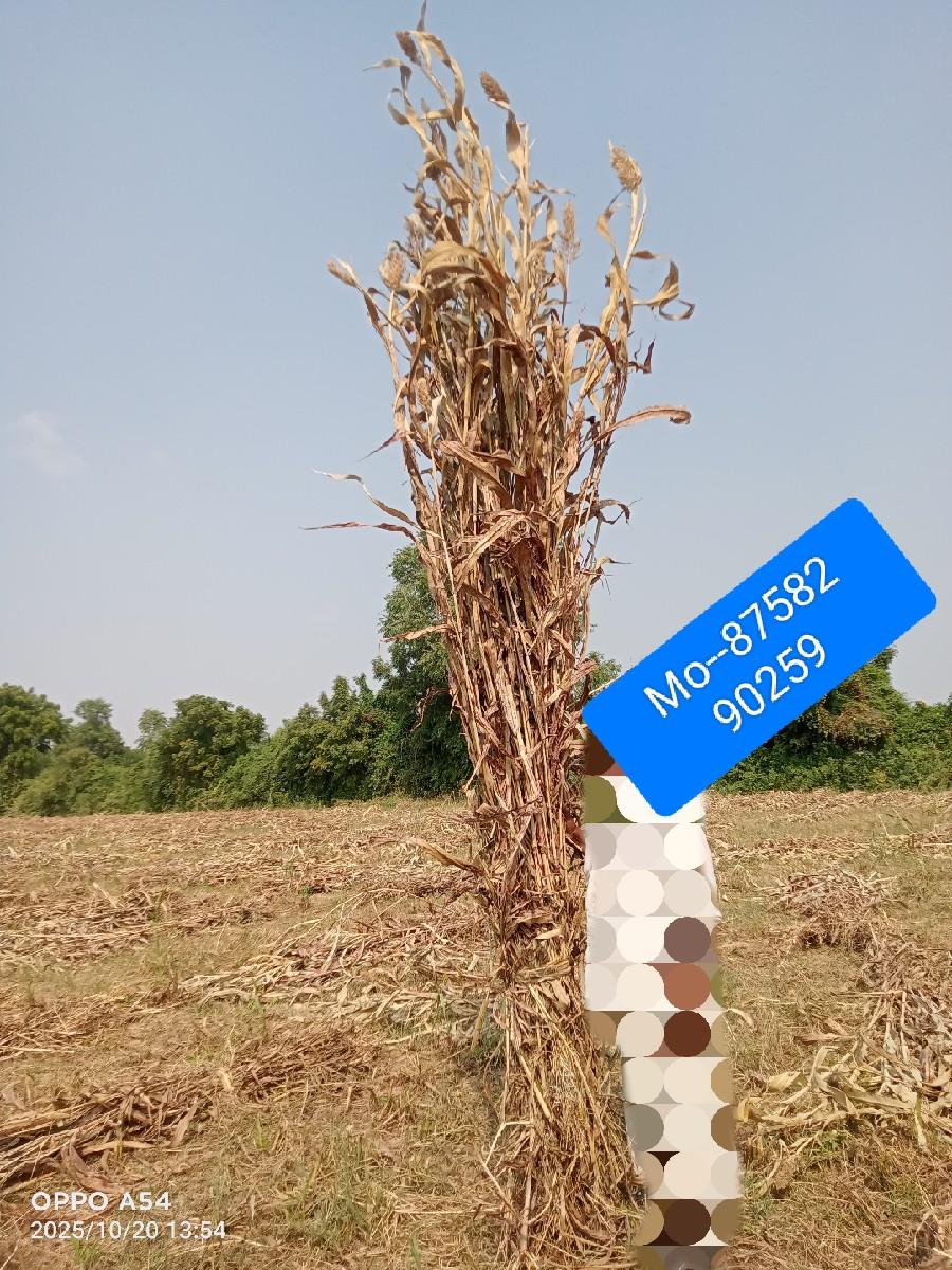 જુવારના પુળા વેચવાના છે