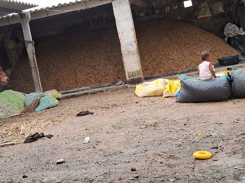 માંડવી વેચવા ની છે કોરી