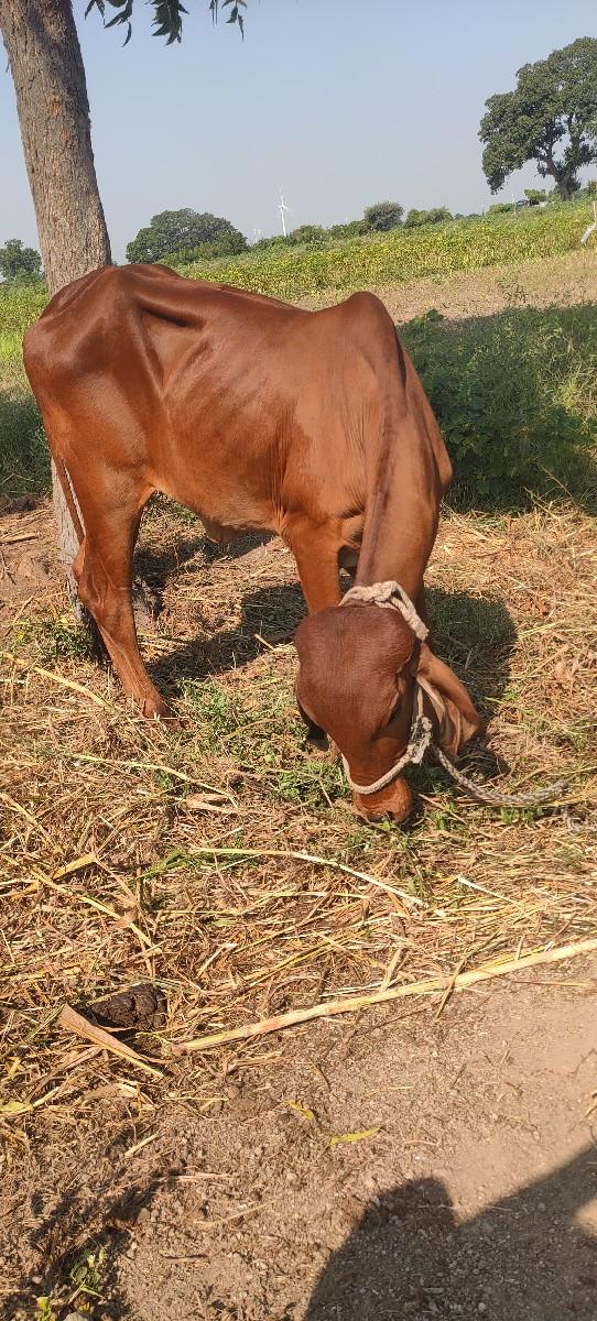 થંબનેલ 2