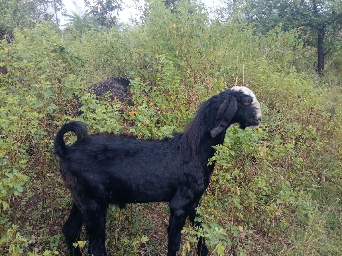 થંબનેલ 3