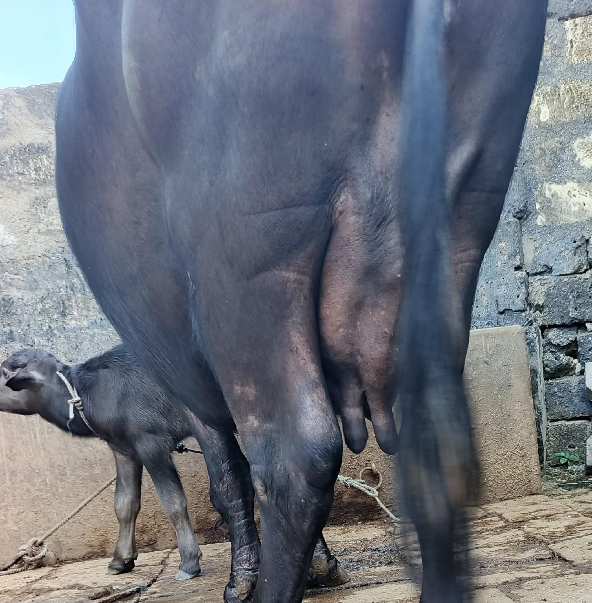 થંબનેલ 2