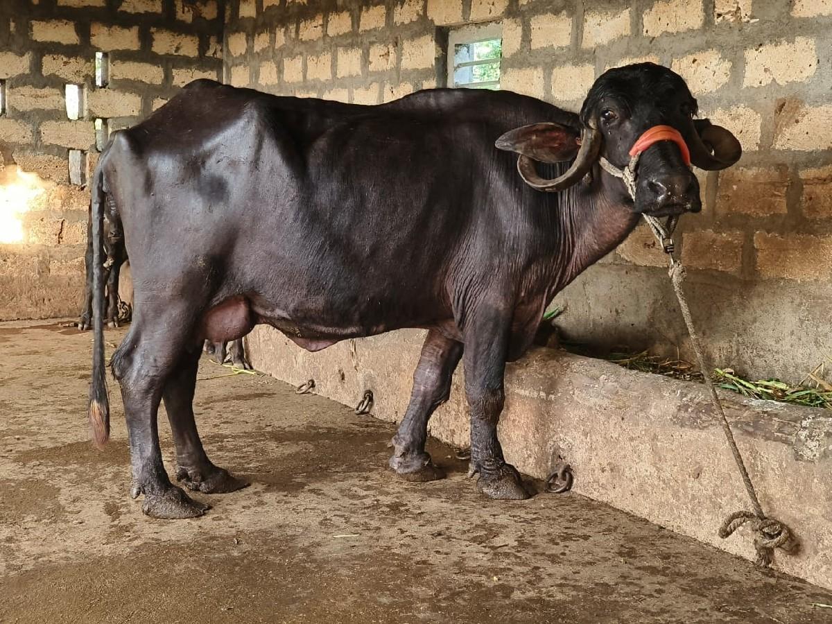 થંબનેલ 2