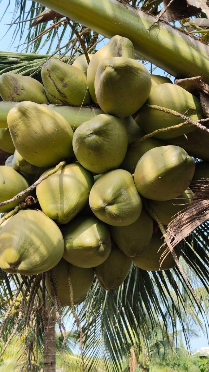 थंबनेल 3