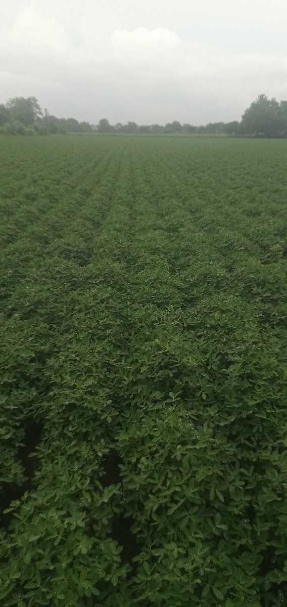 જી વીસ નો ભુકો વેશ વાનો સે