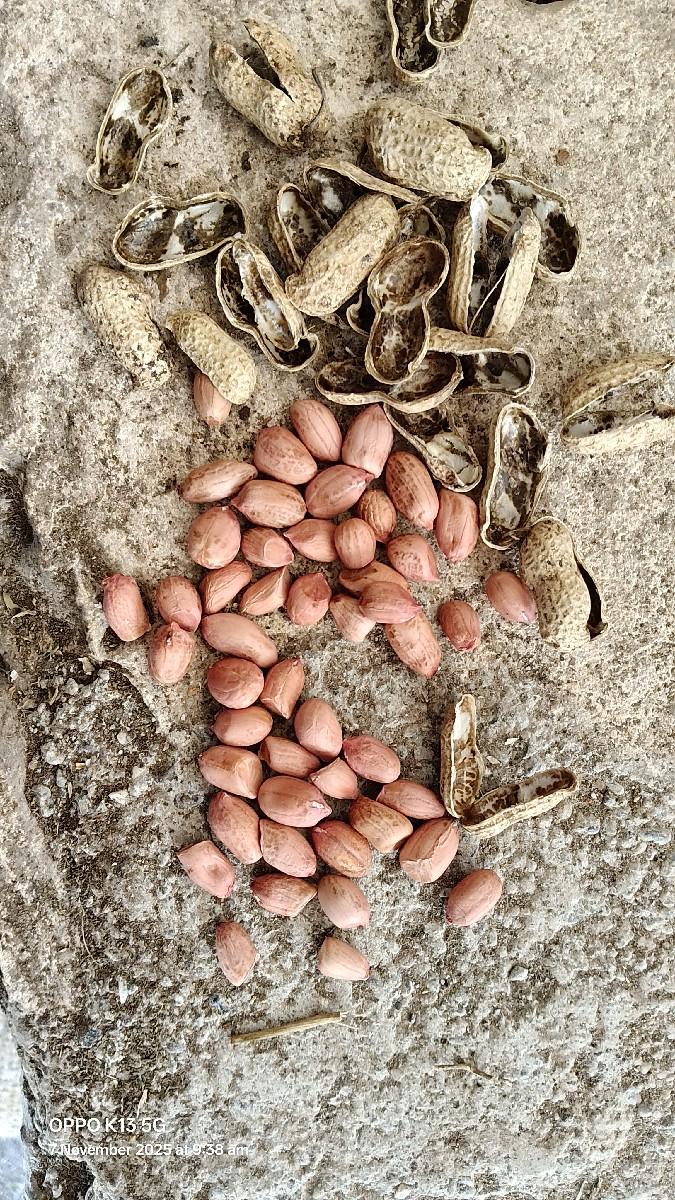 G20 માંડવી બિયારણમાં દેવાની છે