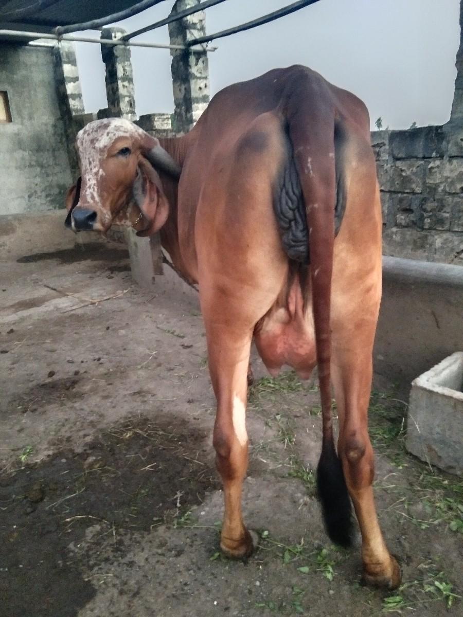 થંબનેલ 3