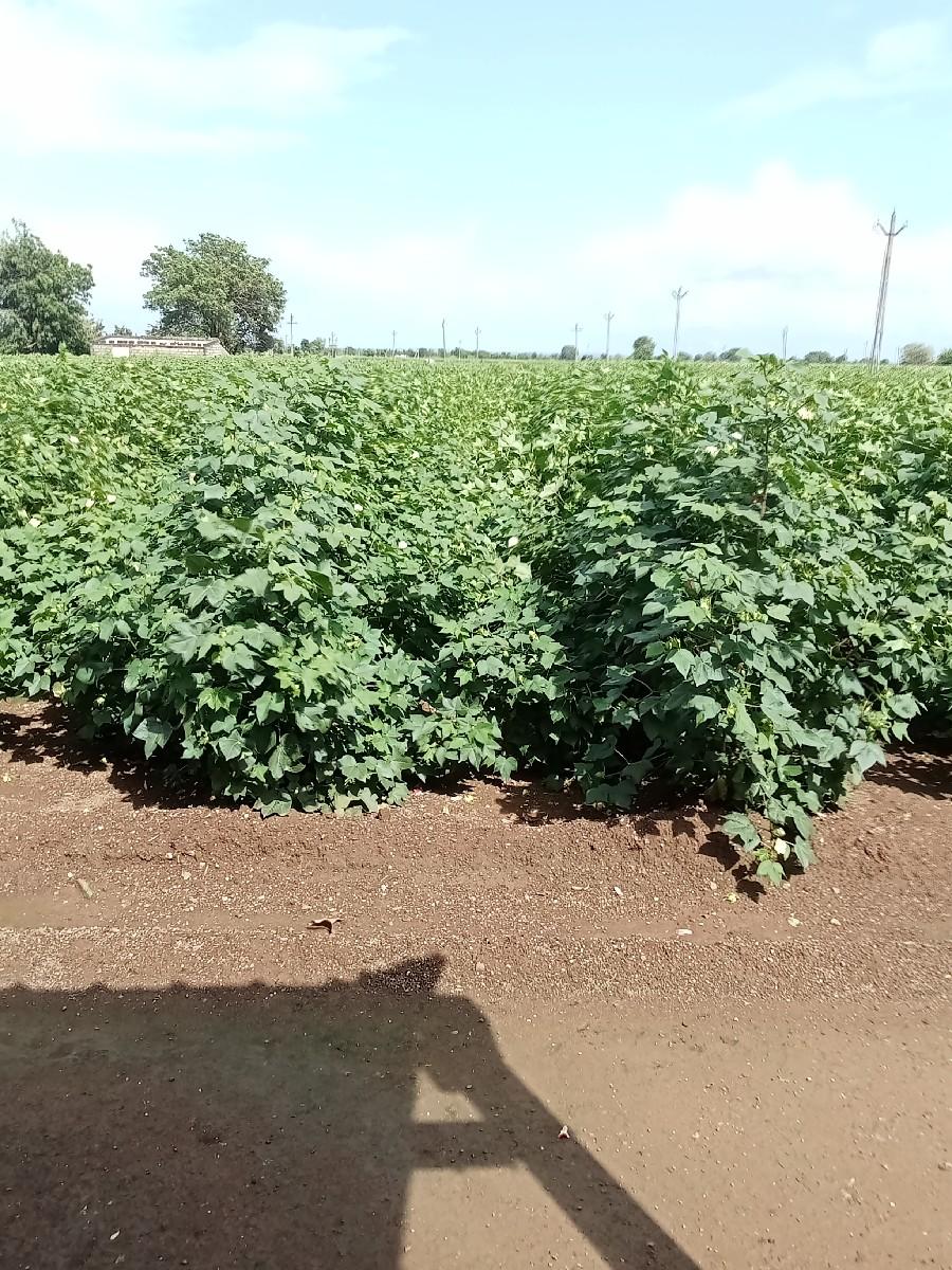 માનસો જોયિયે છે