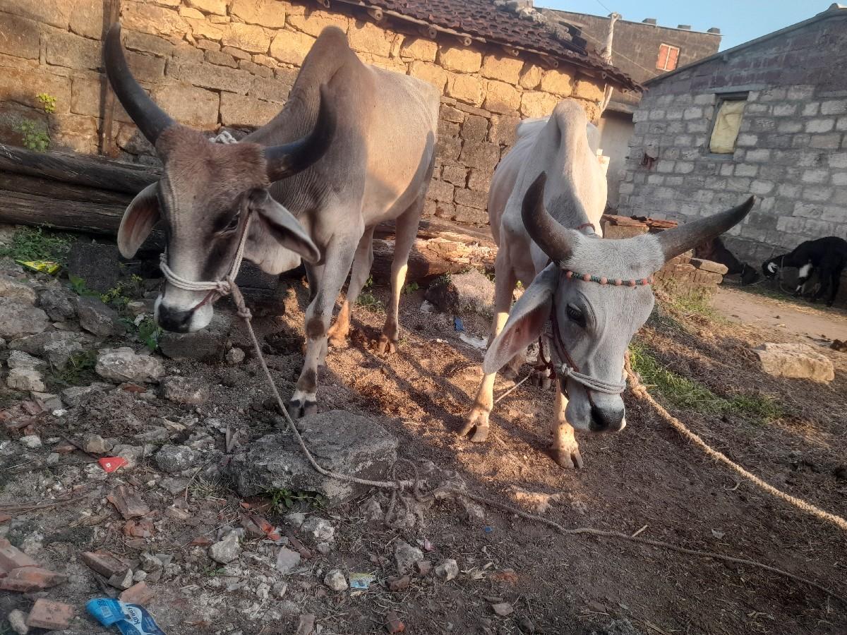 થંબનેલ 2