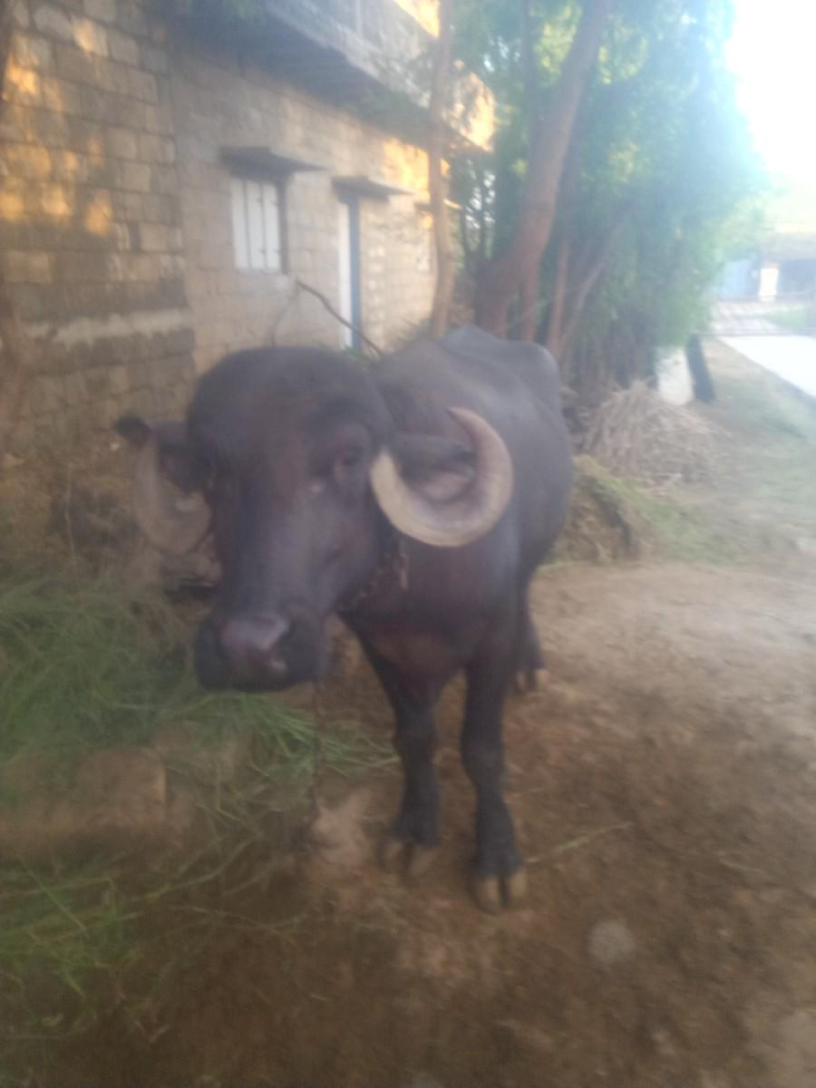 થંબનેલ 3