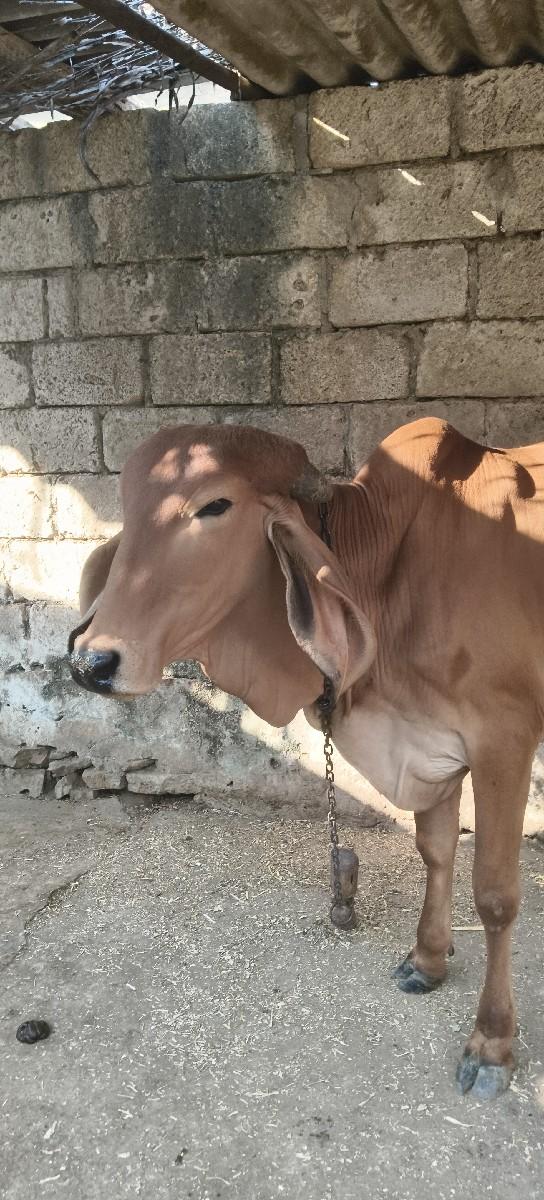 હોળકી વેચવાની સે