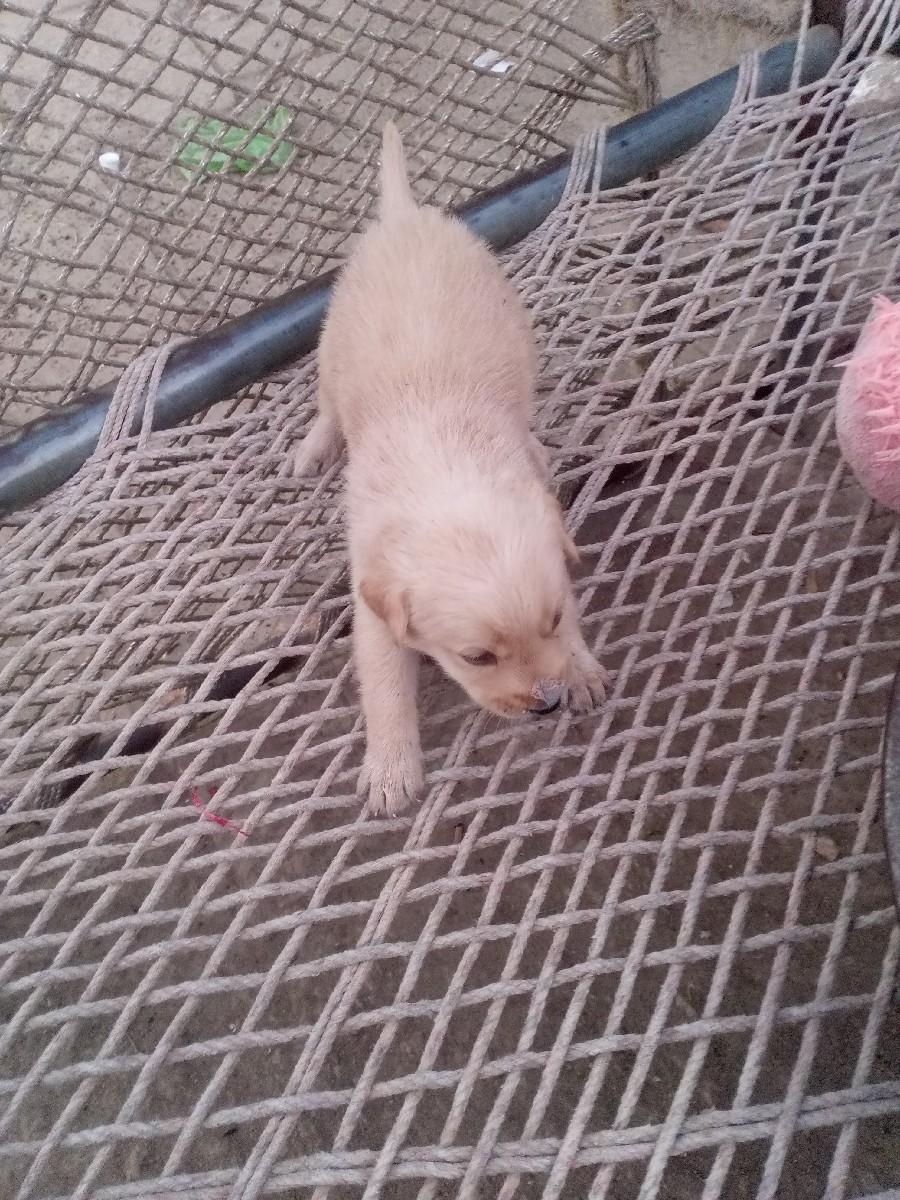 કુતરાના સાટા કરવા